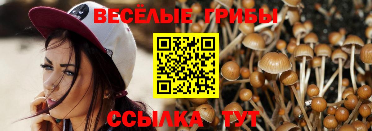 купить  цена  Галлюциногенные грибы прущие грибы  Вход с VPN  Губкинский  Псилоцибиновые грибы Cubensis 